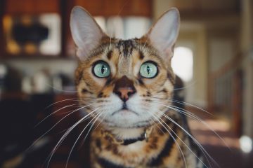 blog cat4