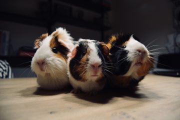 blog hamster